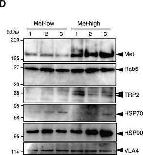 ADI-SPA-830 HSP90 monoclonal antibody (AC88) Western Blot Mouse 3