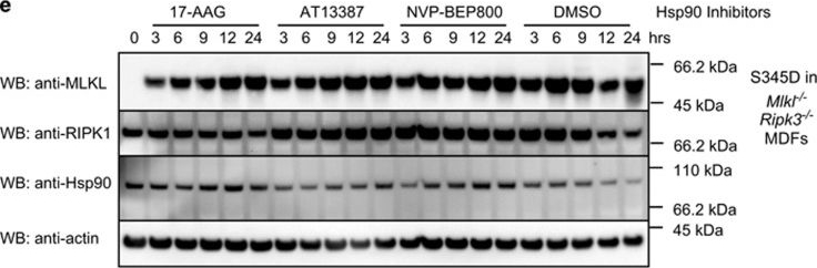 ADI-SPA-835 HSP90 monoclonal antibody (16F1) Western Blot Mouse 3