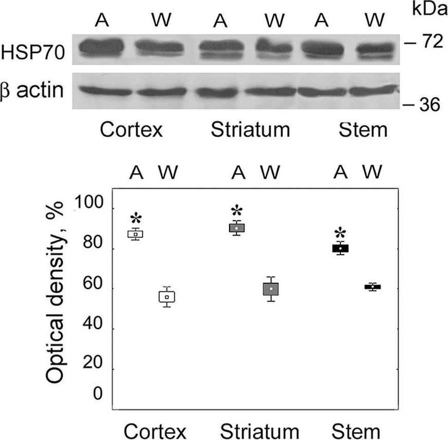 ADI-SPA-757 HSC70/HSP70 polyclonal antibody Western Blot Rat 1