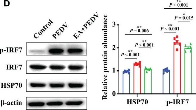 ADI-SPA-810 HSP70/HSP72 monoclonal antibody (C92F3A-5) Western Blot 4