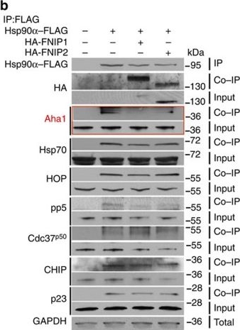 ADI-SPA-670 p23 polyclonal antibody Western Blot Human 2