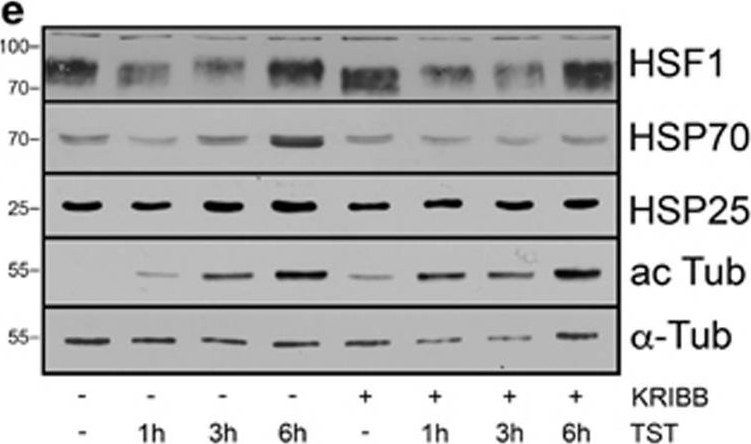 ADI-SPA-950 HSF1 monoclonal antibody (10H8) Western Blot Mouse 1