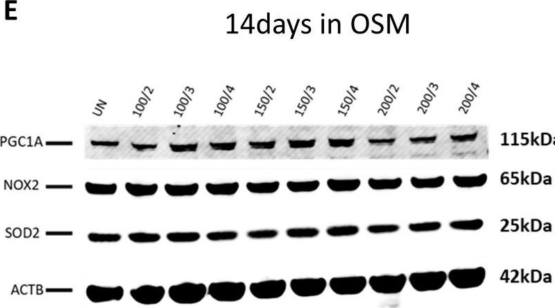 ADI-SOD-111 Mn SOD polyclonal antibody Western Blot 2