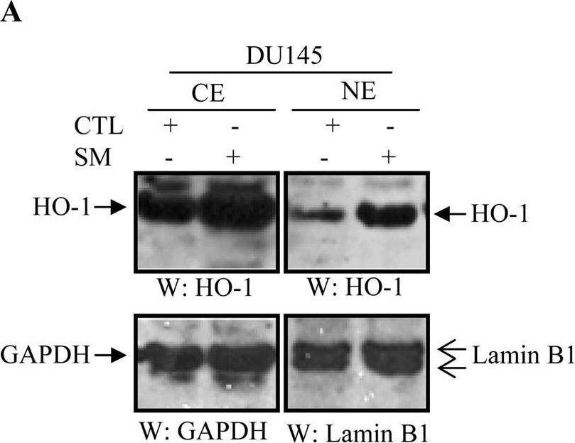 ADI-SPA-895 HO-1 polyclonal antibody Western Blot 2