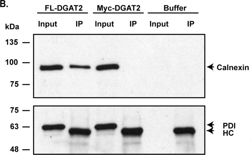 ADI-SPA-865 Calnexin polyclonal antibody Western Blot Human 2