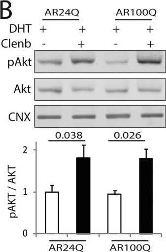 ADI-SPA-860 Calnexin polyclonal antibody Western Blot Mouse 1