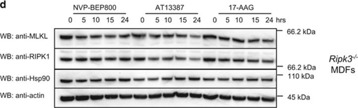 ADI-SPA-835 HSP90 monoclonal antibody (16F1) Western Blot Mouse 2