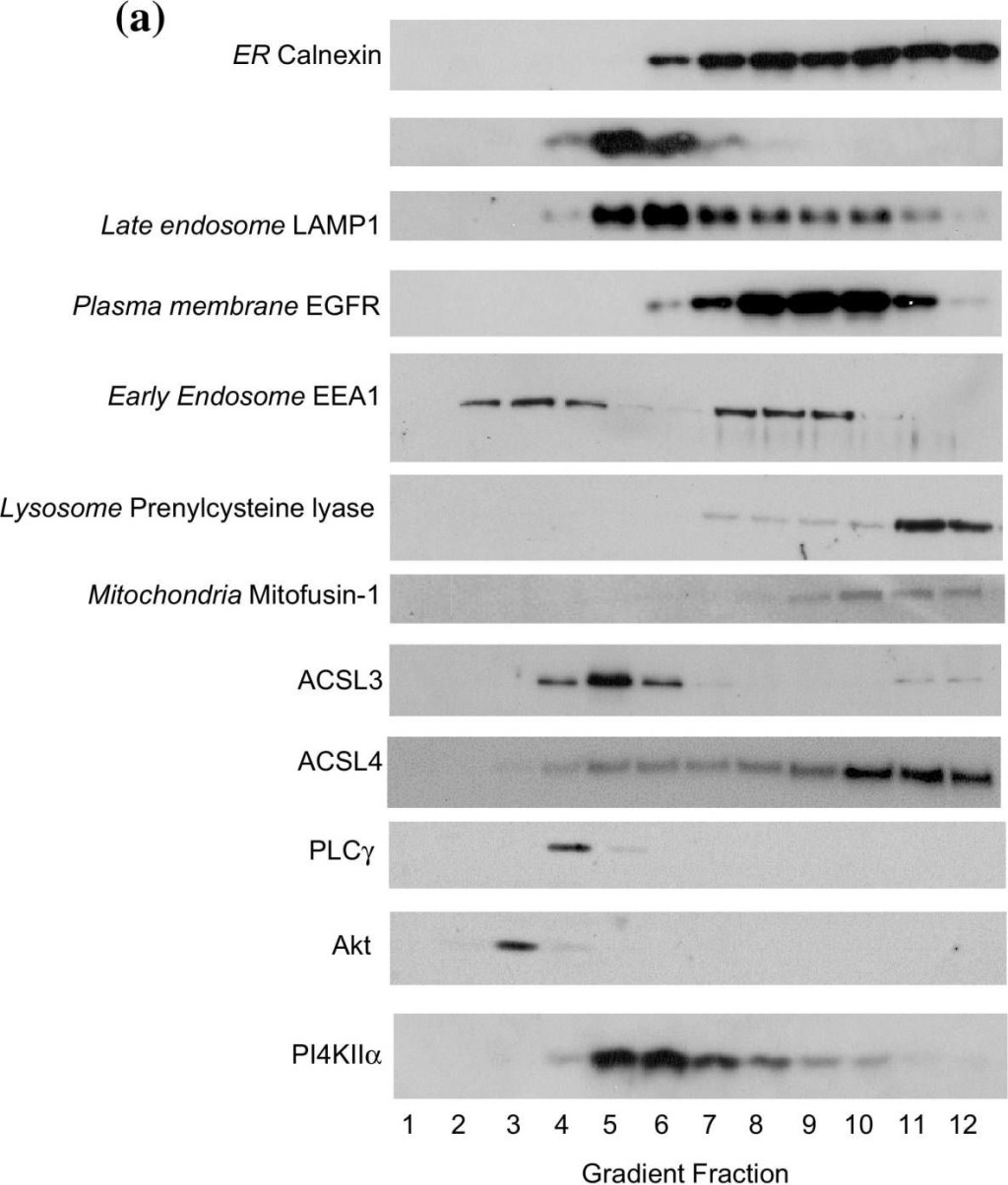 ADI-SPA-860 Calnexin polyclonal antibody Western Blot Human 2