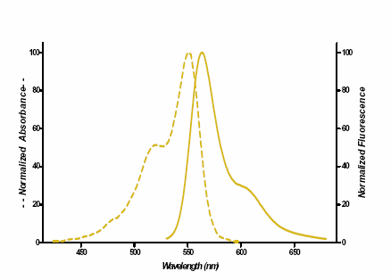 SEEBRIGHT™ Gold 550 dUTP image