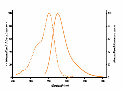 SEEBRIGHT™ Orange 552 dUTP (lyophilized) image