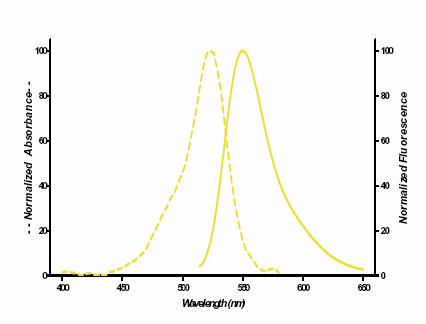 SEEBRIGHT™ Gold 525 dUTP (lyophilized) image