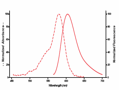 SEEBRIGHT™ Red 580 dUTP (lyophilized) image