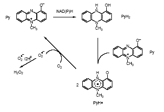 Pyocyanin fig