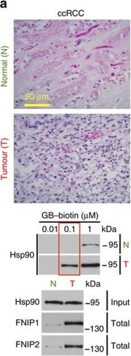 ADI-SPA-835 HSP90 monoclonal antibody (16F1) Western Blot Human 7