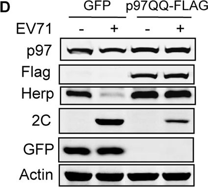 BML-PW9705 HERP (human) polyclonal antibody Western Blot Human 2