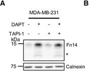 ADI-SPA-860 Calnexin polyclonal antibody Western Blot Human 13