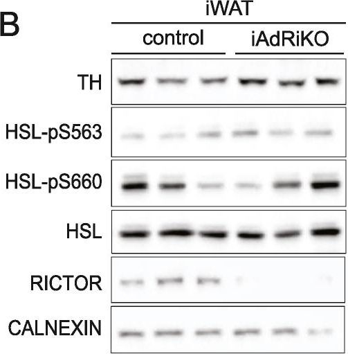 ADI-SPA-860 Calnexin polyclonal antibody Western Blot Mouse 36