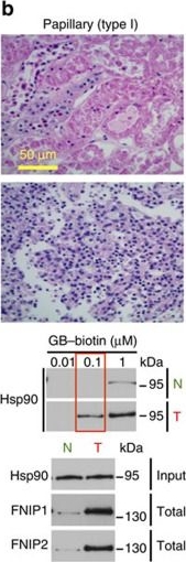 ADI-SPA-835 HSP90 monoclonal antibody (16F1) Western Blot Human 8