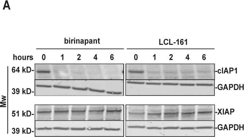 ALX-803-335 c-IAP1 monoclonal antibody (1E1-1-10) Western Blot Mouse 12
