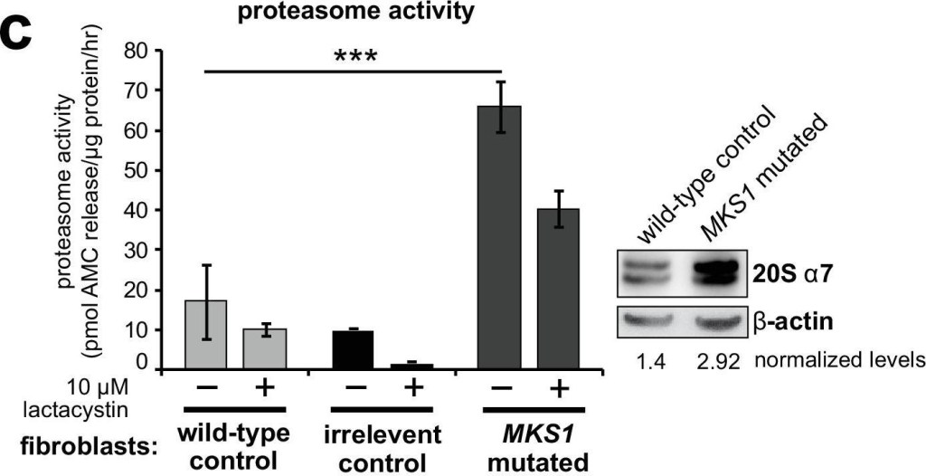 BML-PW8110 Proteasome 20S α7 subunit monoclonal antibody (MCP72) Western Blot Human 1