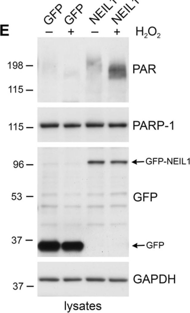 BML-SA249 PARP-1 monoclonal antibody (C-2-10) (affinity purified) Western Blot 7