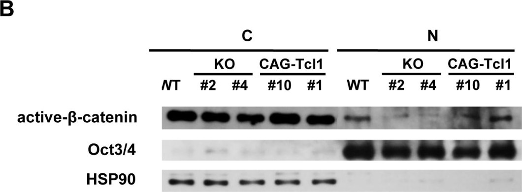ADI-SPA-830 HSP90 monoclonal antibody (AC88) Western Blot Mouse 2