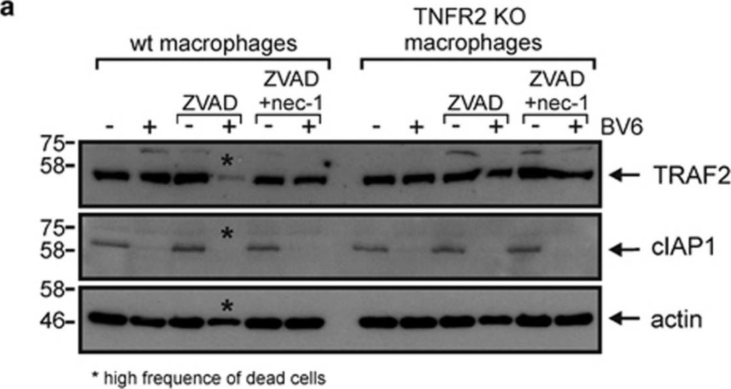 ALX-803-335 c-IAP1 monoclonal antibody (1E1-1-10) Western Blot Mouse 2