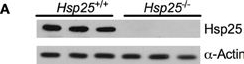 ADI-SPA-801 HSP25 polyclonal antibody Western Blot Mouse 2