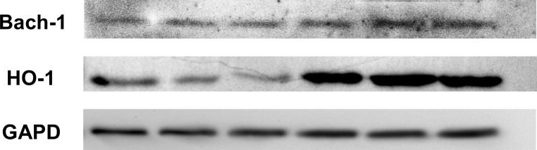 ADI-SPA-896 HO-1 polyclonal antibody Western Blot Human 2