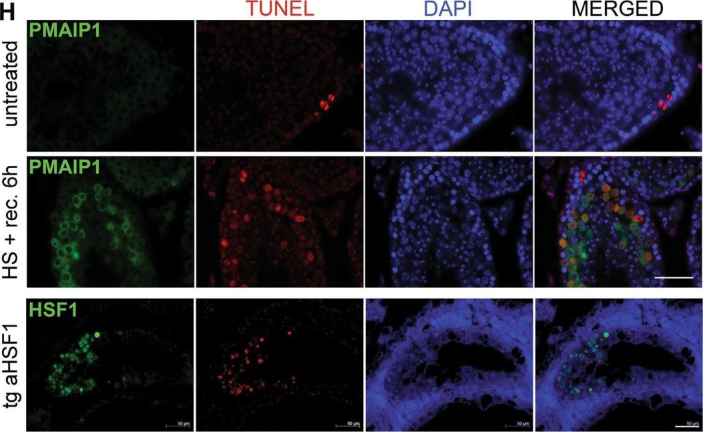 ADI-SPA-901 HSF1 polyclonal antibody Immunofluorescence Mouse 1