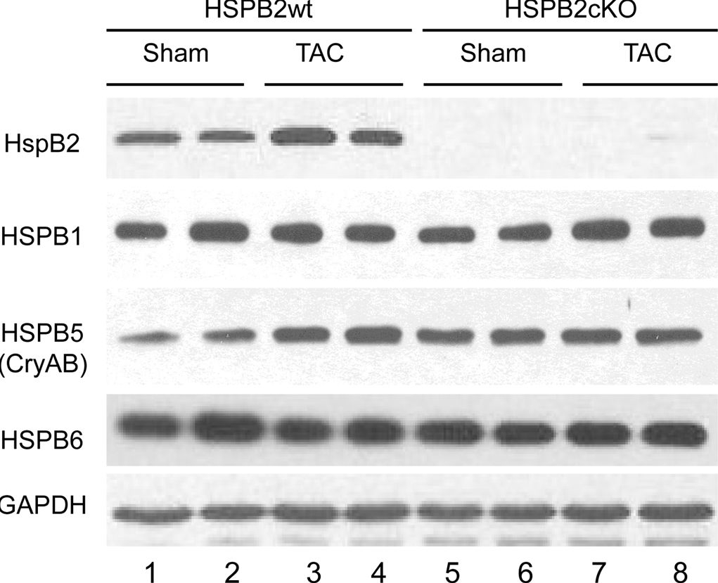 ADI-SPA-801 HSP25 polyclonal antibody Western Blot Mouse 1
