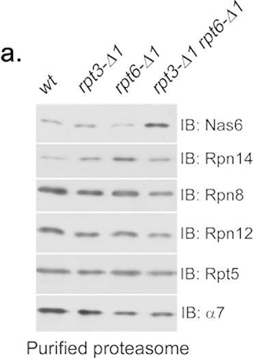 BML-PW8245 Proteasome 19S Rpt5/S6a subunit polyclonal antibody Western Blot Saccharomyces cerevisiae 1