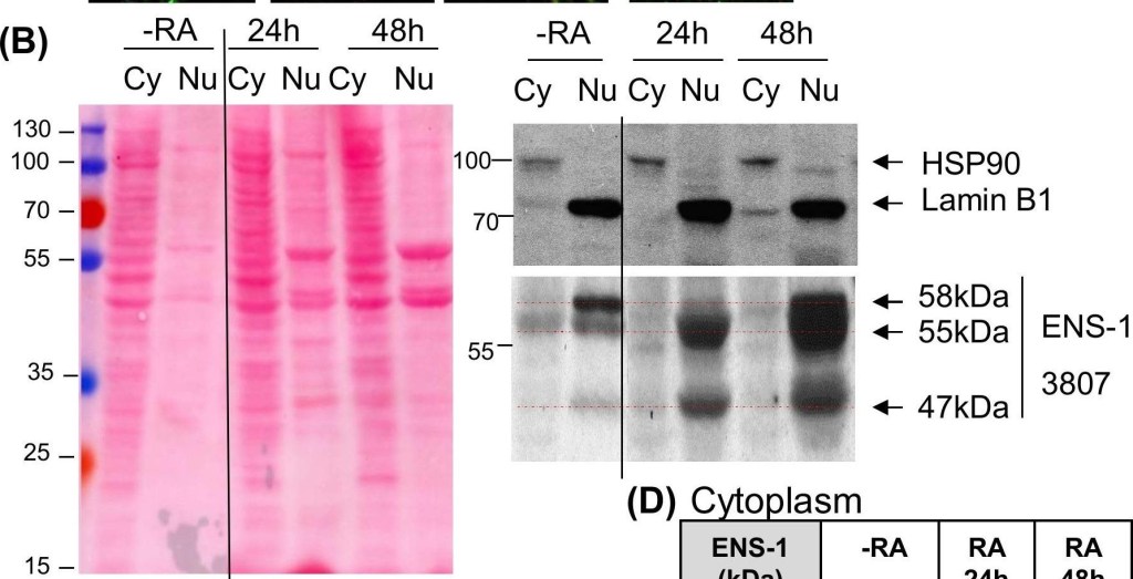 ADI-SPA-830 HSP90 monoclonal antibody (AC88) Western Blot 4