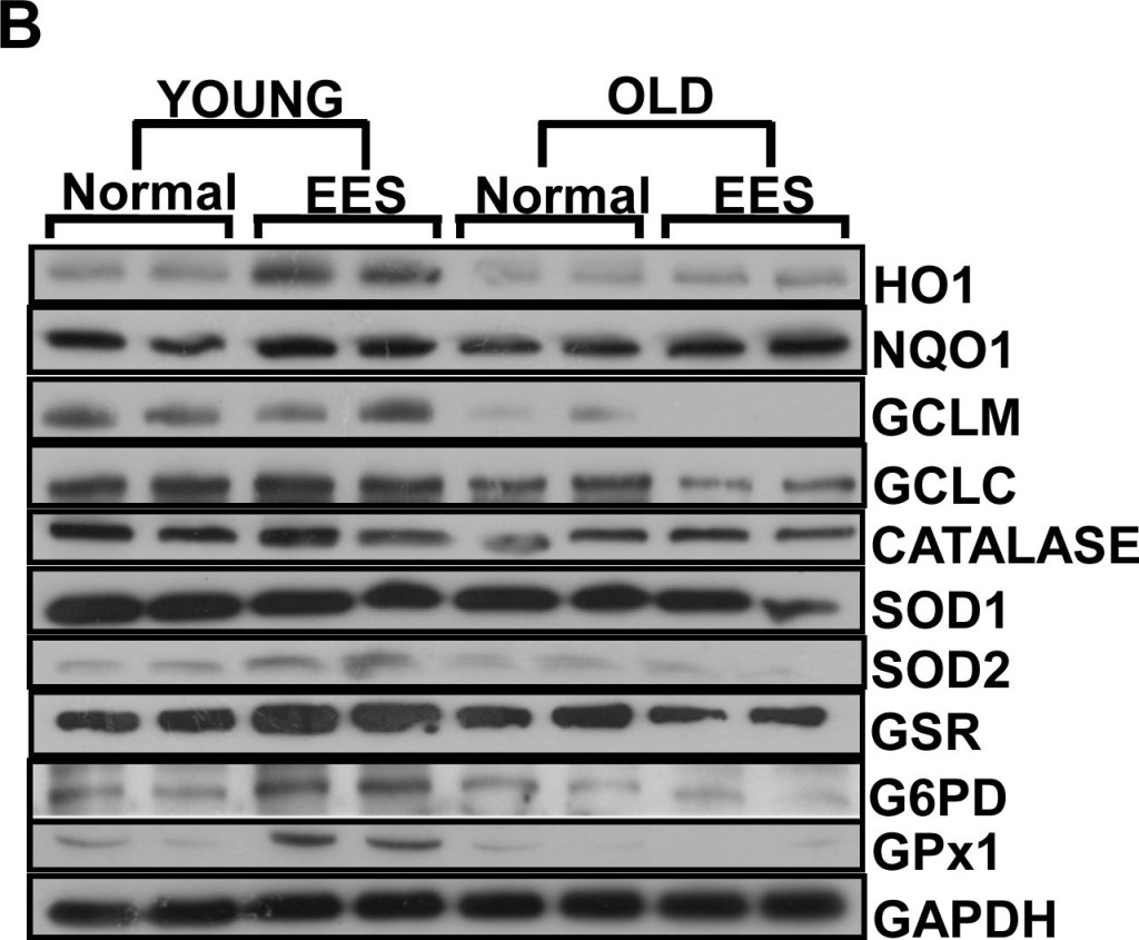 ADI-SOD-100 Cu/Zn SOD polyclonal antibody Western Blot Mouse 1