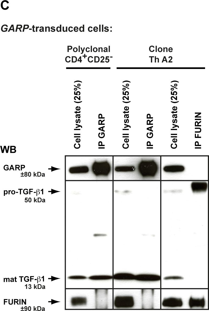 ALX-804-867 LRRC32 monoclonal antibody (Plato-1) Western blot following Immunoprecipitation Human 2