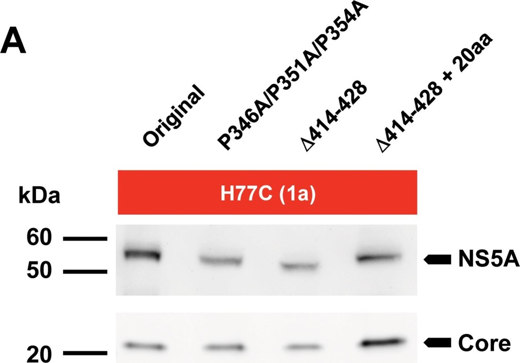 ALX-804-277 Hepatitis C core protein monoclonal antibody (C7-50) Western Blot Hepatitis C virus 1