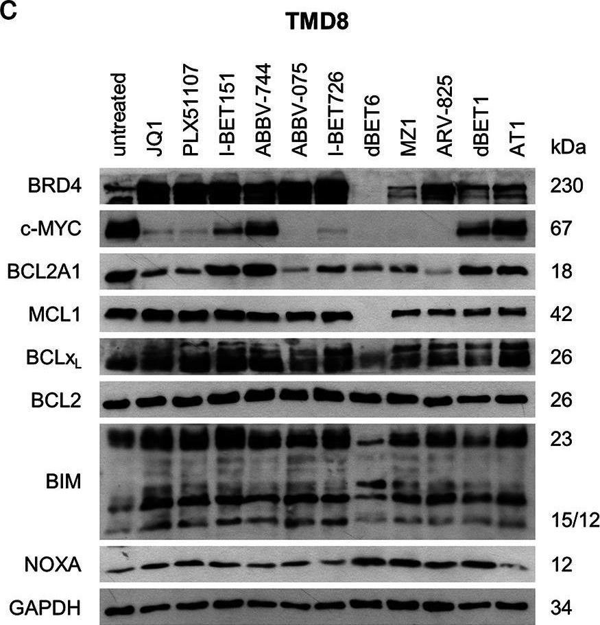 ALX-804-408 Noxa monoclonal antibody (114C307.1) Western Blot Human 2
