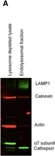BML-PW8110 Proteasome 20S α7 subunit monoclonal antibody (MCP72) Western Blot Human 2