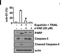 ADI-AAP-113 Caspase-3 polyclonal antibody Western Blot Human 1