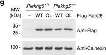 ADI-SPA-860 Calnexin polyclonal antibody Western Blot Mouse 12