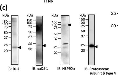 ADI-SPS-771 HSP90α polyclonal antibody Western Blot Human 1