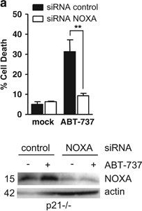 ALX-804-408 Noxa monoclonal antibody (114C307.1) Western Blot Human 1