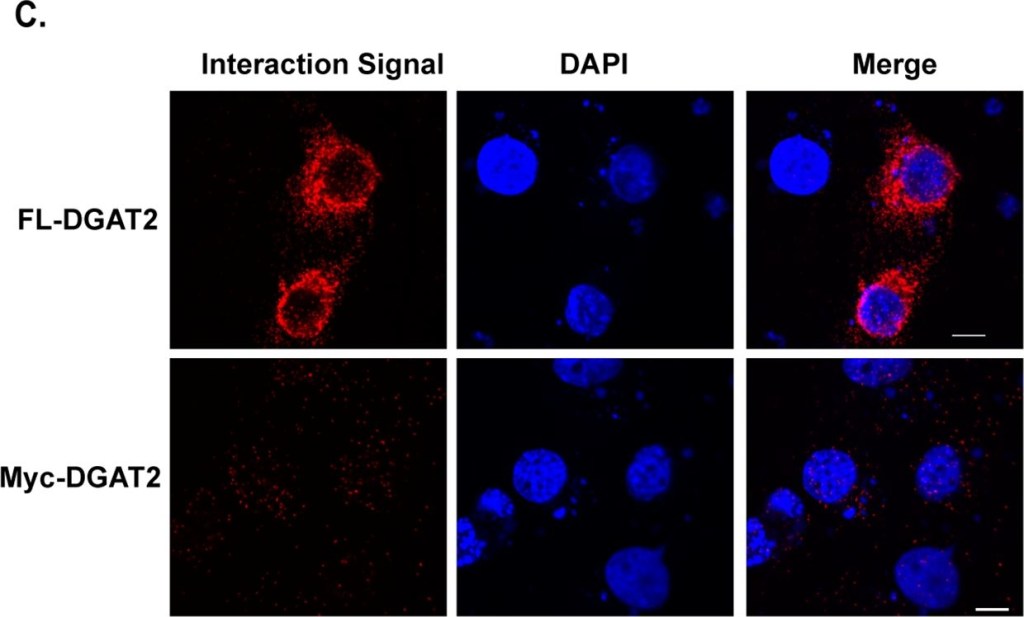 ADI-SPA-865 Calnexin polyclonal antibody Proximity Ligation Assay Grivet monkey 1