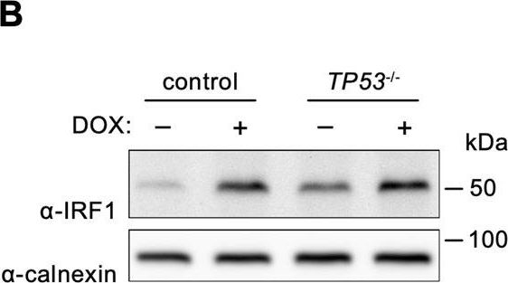 ADI-SPA-865 Calnexin polyclonal antibody Western Blot Human 9