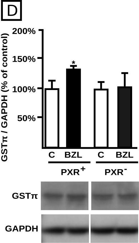 ADI-MSA-102 GST-π polyclonal antibody Western Blot Human 1