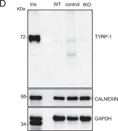 ADI-SPA-860 Calnexin polyclonal antibody Western Blot Mouse 27