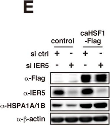 ADI-SPA-810 HSP70/HSP72 monoclonal antibody (C92F3A-5) Western Blot Human 4