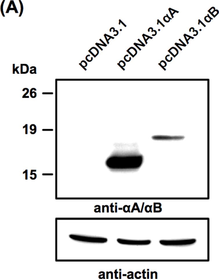 ADI-SPA-224 αA/αB-Crystallin polyclonal antibody Western Blot Mouse 1