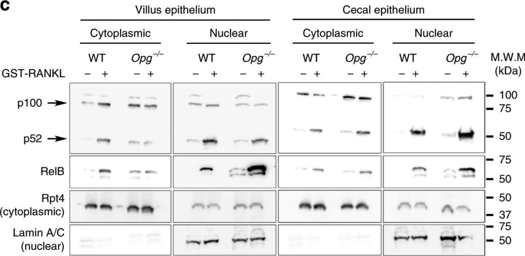 BML-PW8830 Proteasome 19S Rpt4/S10b subunit monoclonal antibody (p42-23) Western Blot Mouse 1