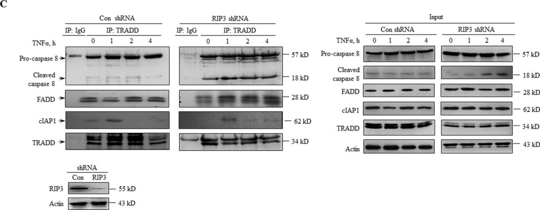 ALX-804-447 Caspase-8 (mouse) monoclonal antibody (1G12) Western Blot Mouse 2